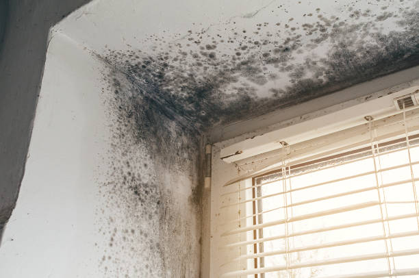Affordable Basement Mold Remediation solutions in Fort Bragg, NC